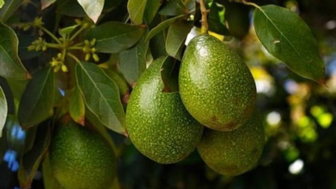 Como Cultivar Aguacates 655x368 1