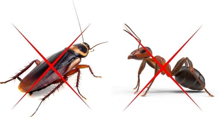 Cucaracha Hormiga 700x375